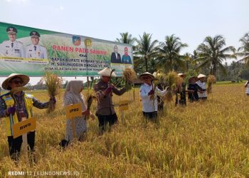 Meski Dilanda Kekeringan, Pertanian Padi Sawah di Konsel Masih Produktif