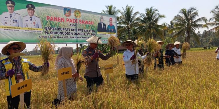 Meski Dilanda Kekeringan, Pertanian Padi Sawah di Konsel Masih Produktif
