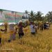 Meski Dilanda Kekeringan, Pertanian Padi Sawah di Konsel Masih Produktif