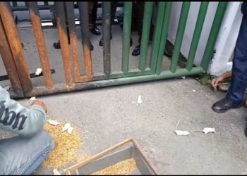 Tantang Kajati Tuntaskan Kasus Koruptor Tambang, Mahasiwa Lepas Tikus di Depan Kantor Kejati Sultra