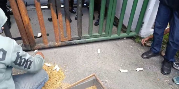 Tantang Kajati Tuntaskan Kasus Koruptor Tambang, Mahasiwa Lepas Tikus di Depan Kantor Kejati Sultra