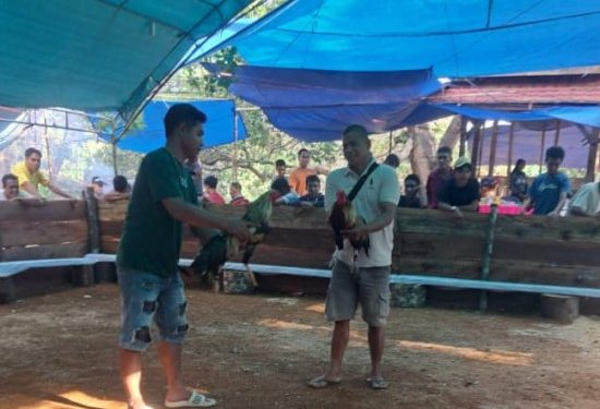 Judi Sambung Ayam Warnai Pesta Panen Desa Bente Diduga Kades Pungut Cukai