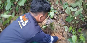 Jaga Kelestarian Hutan, IPPMATIRTA Tanam 50 Pohon Pinus di Kawasan Mata Air Desa Tirongkotu’a